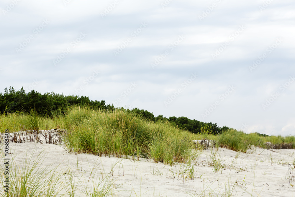 Fototapeta premium Sandy dune covered with the greenery