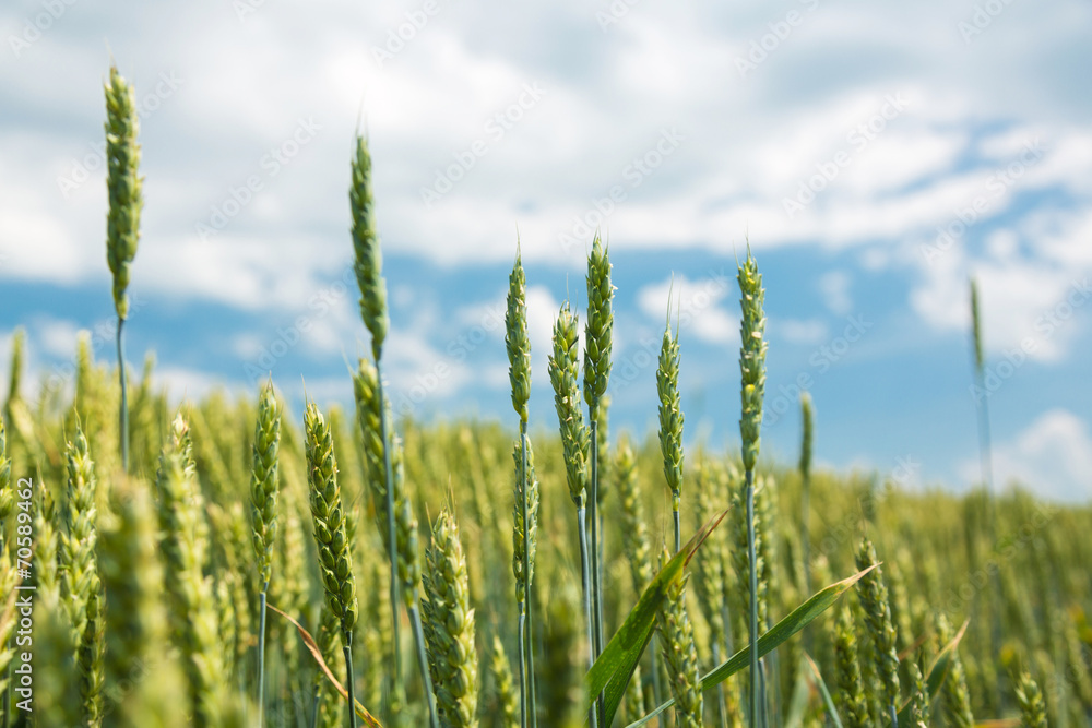 Obraz premium Green wheat field