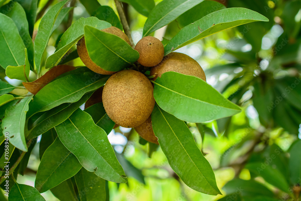 Sapodilla fruit Sapodilla fruit