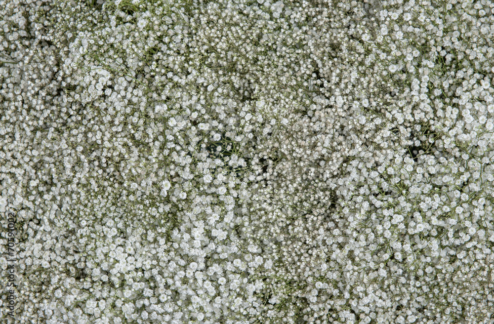 closeup view of gypsophila flowers closeup view of gypsophila flowers