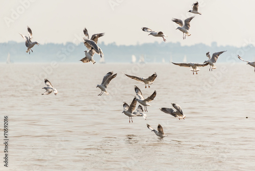 Seagal Flying and fighting, fishing at Rio de la PLata River. Bu photo