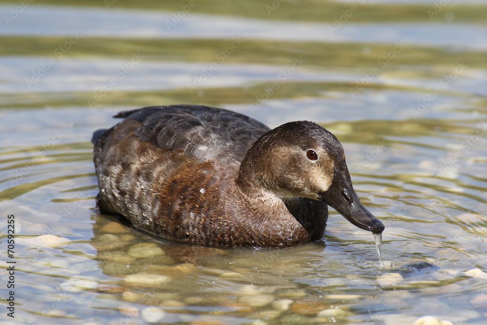Fototapeta premium Canard