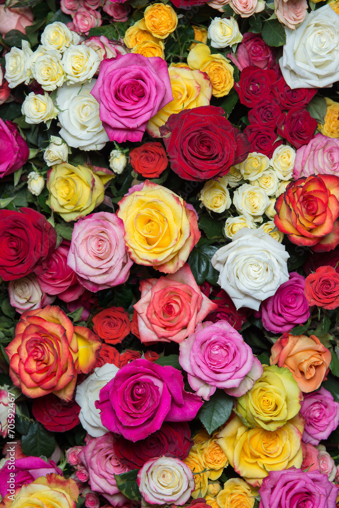 multicolored roses 2 - obrazy, fototapety, plakaty 