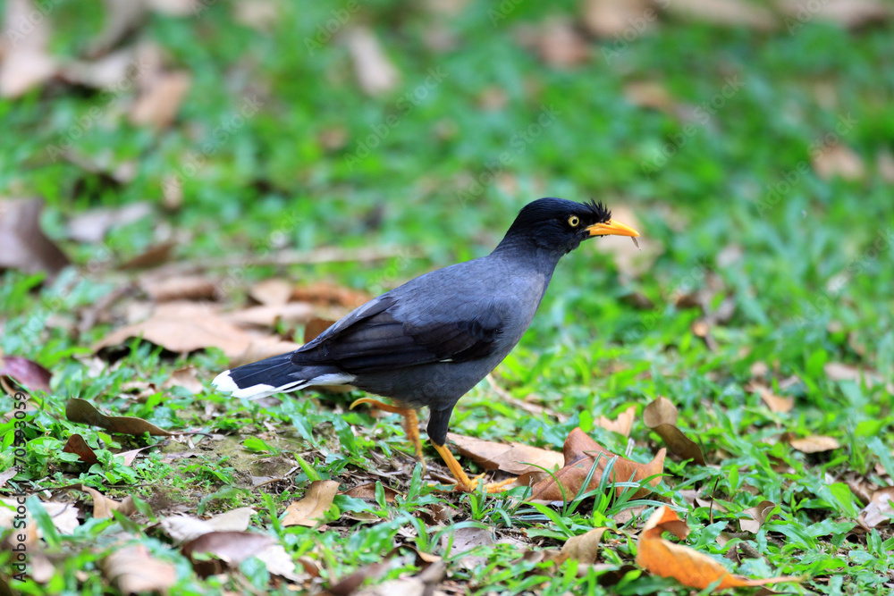 White-vented Myna (Acridotheres javanicus) in Singapore White-vented Myna (Acridotheres javanicus) in Singapore
