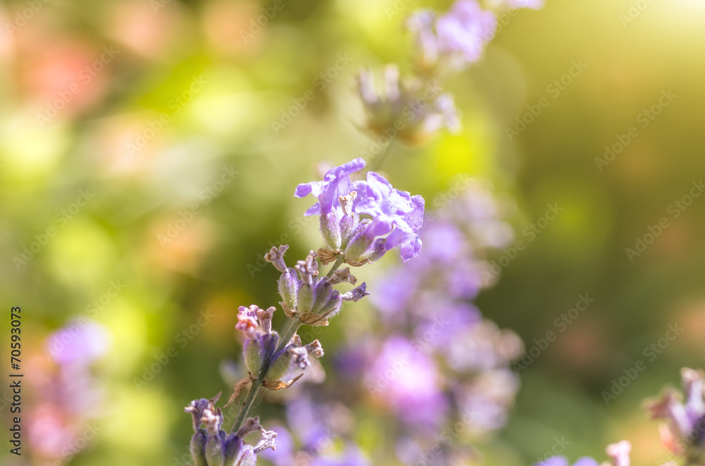 incredibly colorful flower on a bright green background incredibly colorful flower on a bright green background