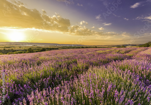 amazing field of lavender in the mountains at sunset © d2nikk