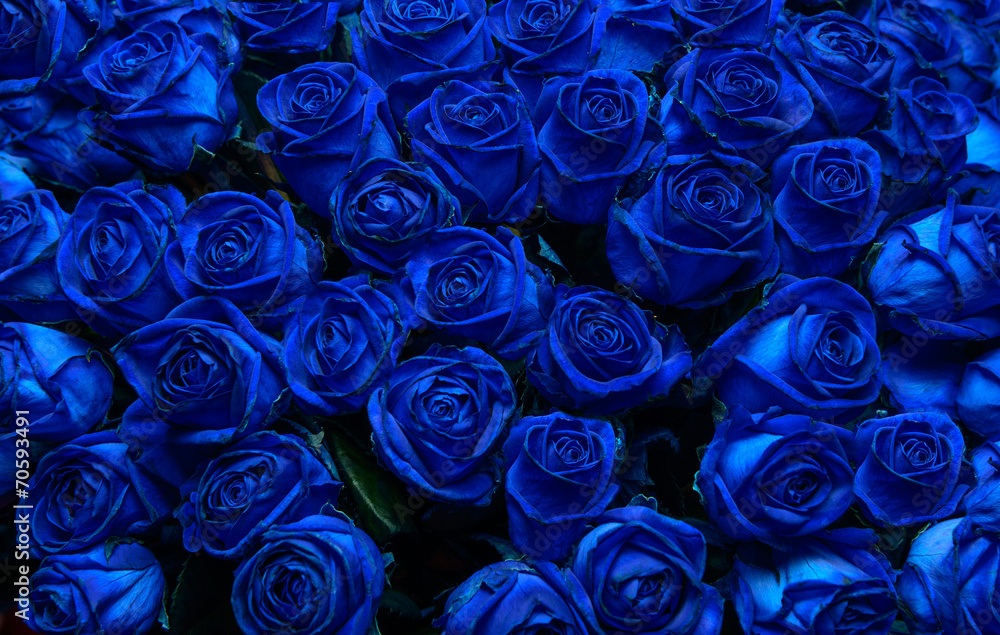 Naklejka premium niebieskie róże