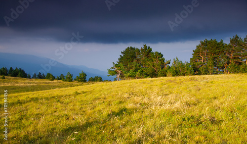 Autumn field