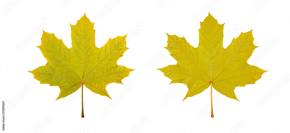 Obraz premium maple leaf, stock photo, multicolored leaves, autumn phase