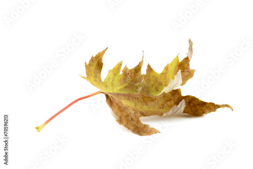 Dryig leaf photo