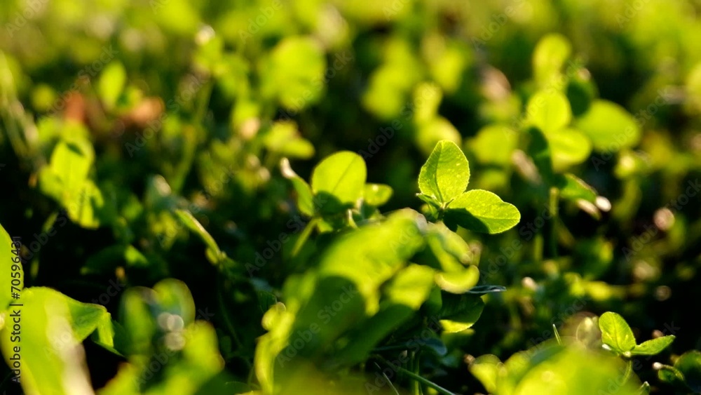 wild clover wild clover