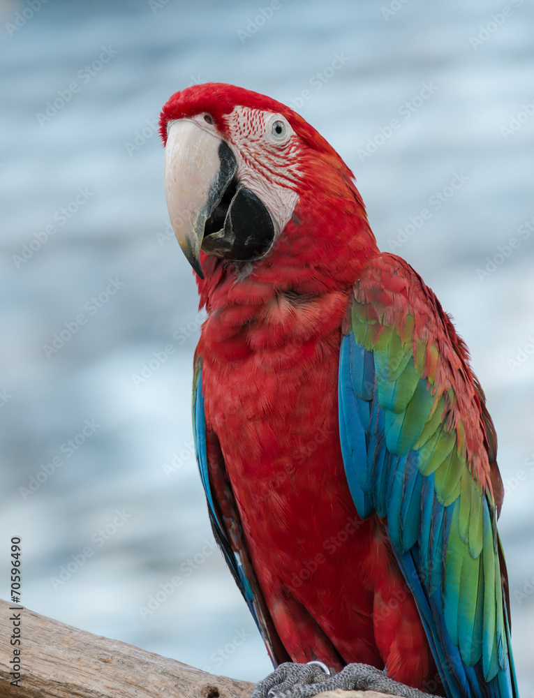 Obraz premium red macaw parrot stand on branch