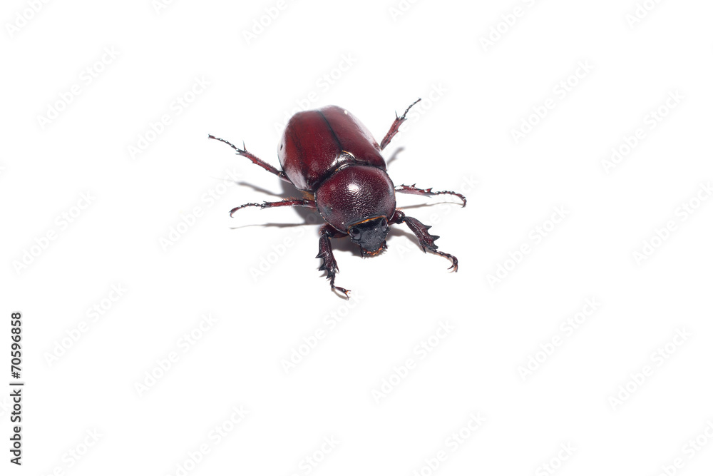 Rhinoceros beetle isplate on white Rhinoceros beetle isplate on white