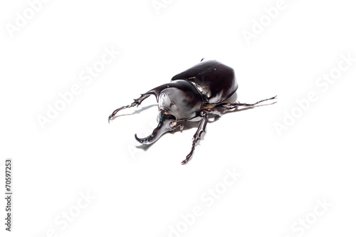 Rhinoceros beetle isplate on white