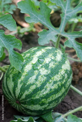 Watermelon growing