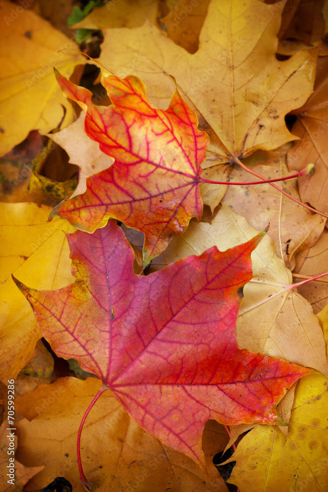 Autumn foliage.