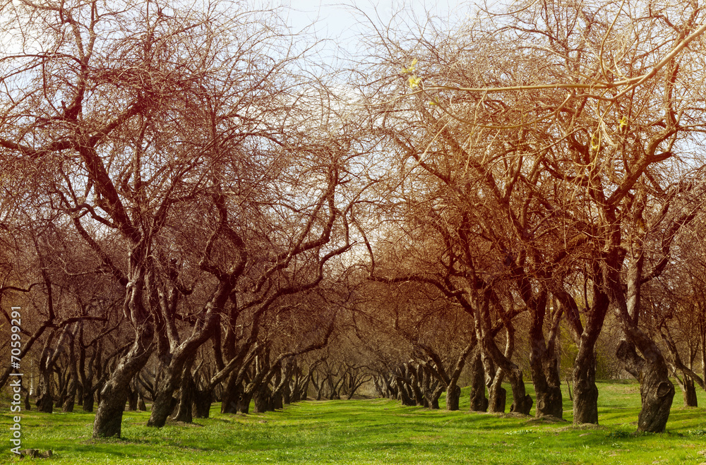 Apple orchard.