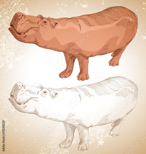 hippo