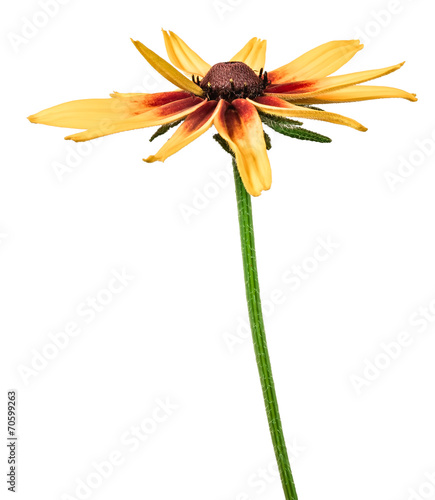 flower rudbeckia isolated on white background