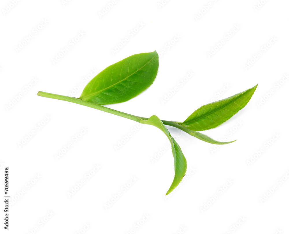 Green tea leaf isolated on white background Green tea leaf isolated on white background