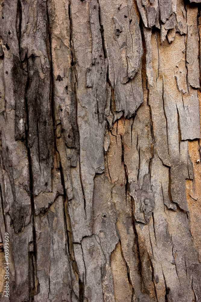 Tree bark texture wallpaper and background Tree bark texture wallpaper and background