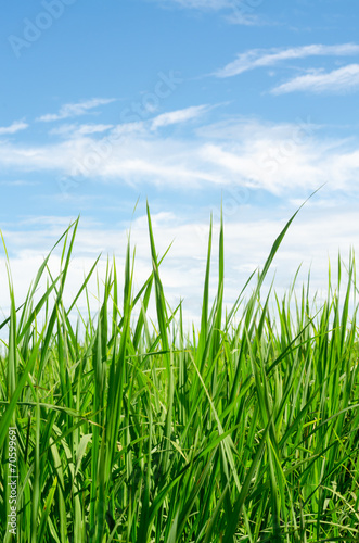 green grass meadow with blue sky background