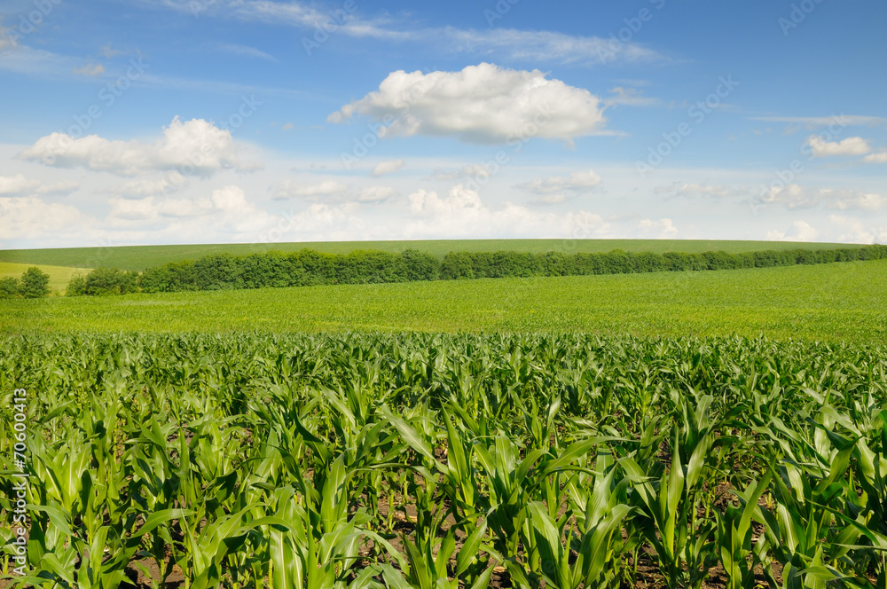 corn field and beautiful sky corn field and beautiful sky