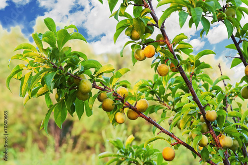 Yellow plum tree with fruits growing in the garden.