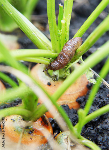 Slug eats carrots in the vegetable garden