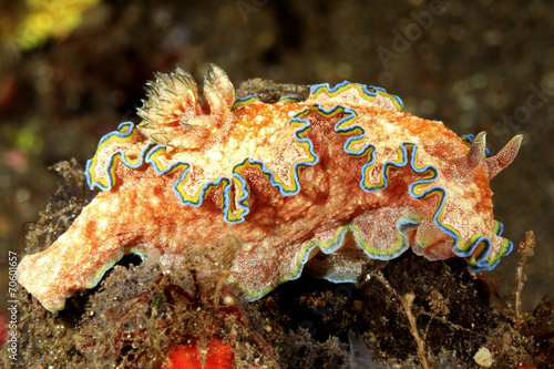 Nudibranch, Glossodoris cincta photo