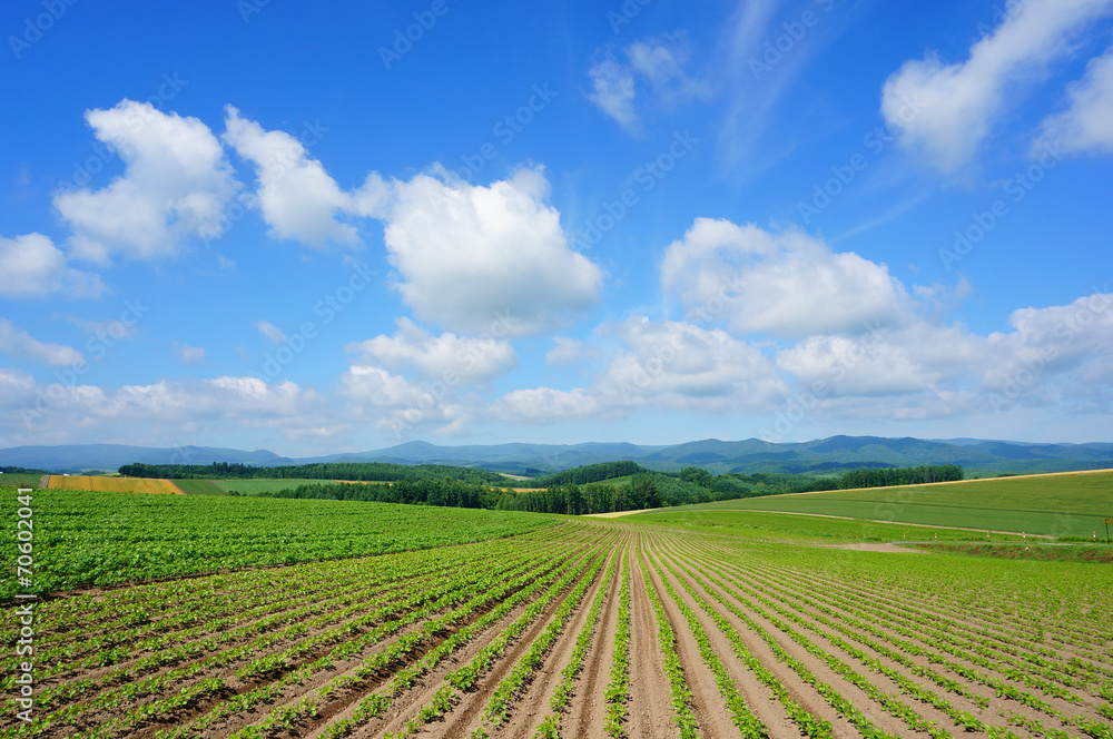 Plant farm and sky, Hokkaido, Japan