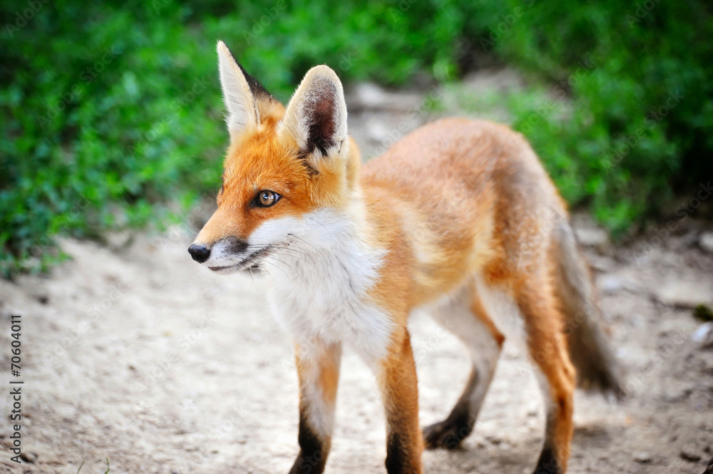 Fototapeta premium Red Fox Cub
