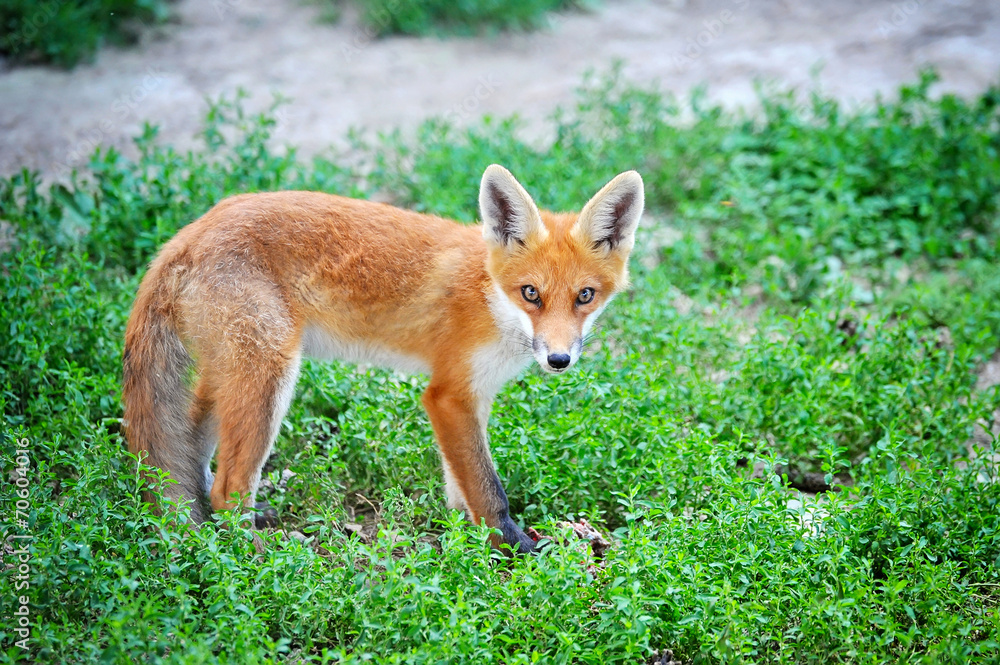 Red Fox Cub in grass Red Fox Cub in grass