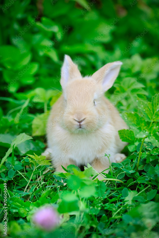 Fototapeta premium Baby rabbit in green grass