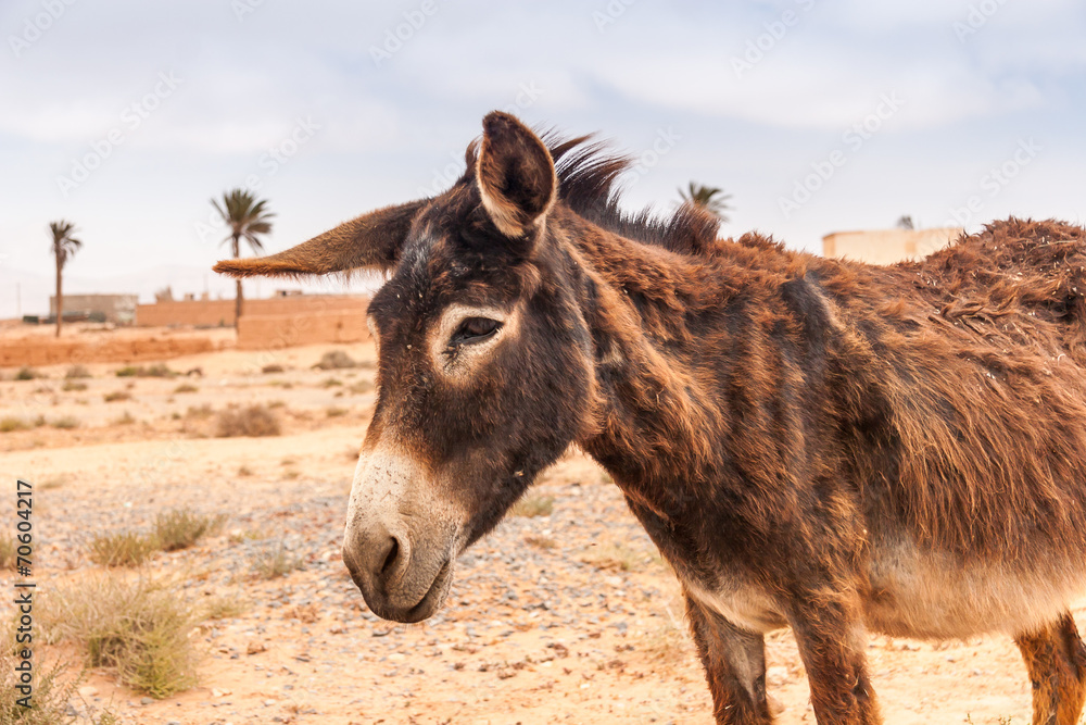 Brown donkey Brown donkey