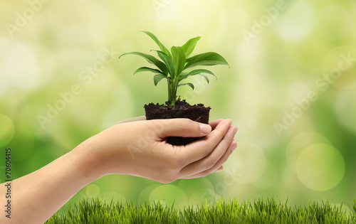 plant in the hand on natural background