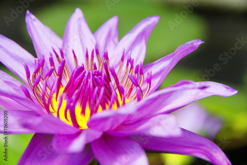 Pink Lotus Flower close-up