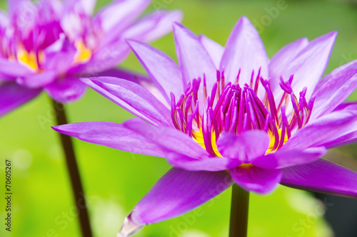 Pink Lotus Flower close-up