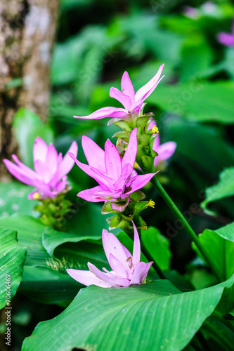 pink flower