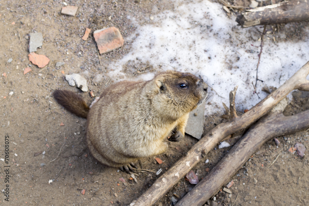 Obraz premium marmot