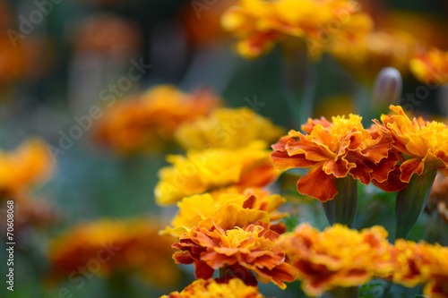 Close up of orange flower on field © fotoscool