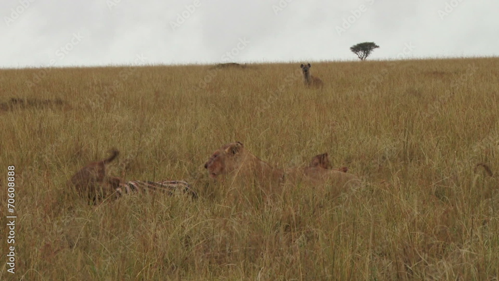 lions feeding while a hyena watches lions feeding while a hyena watches