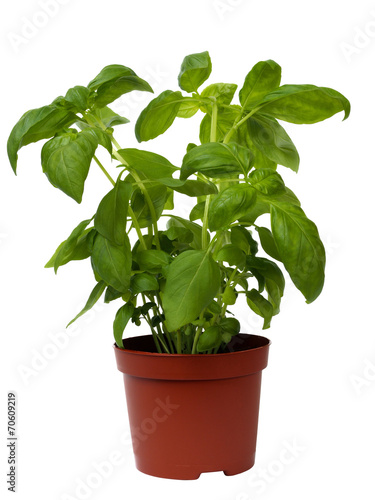 Basil herb on white