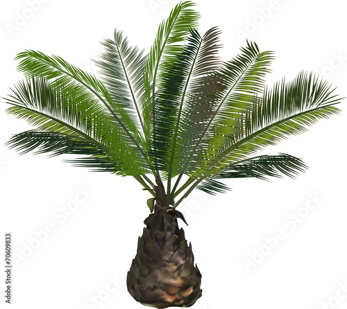 single green palm tree isolated on white