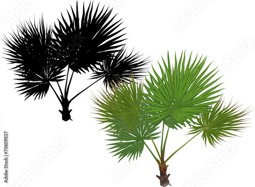 single green palm tree with large leaves