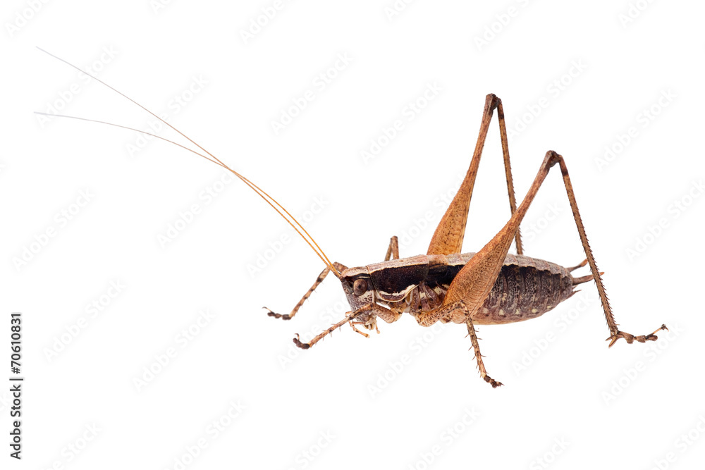 Rhacocleis insect. Isolated on white. Rhacocleis insect. Isolated on white.