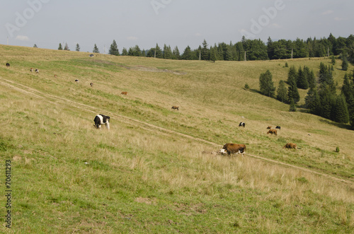коровы на лугу © olhena