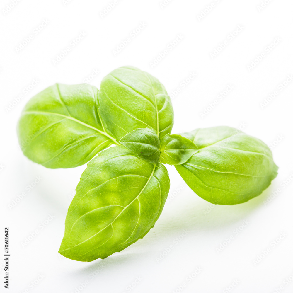 Fototapeta premium Green basil isolated
