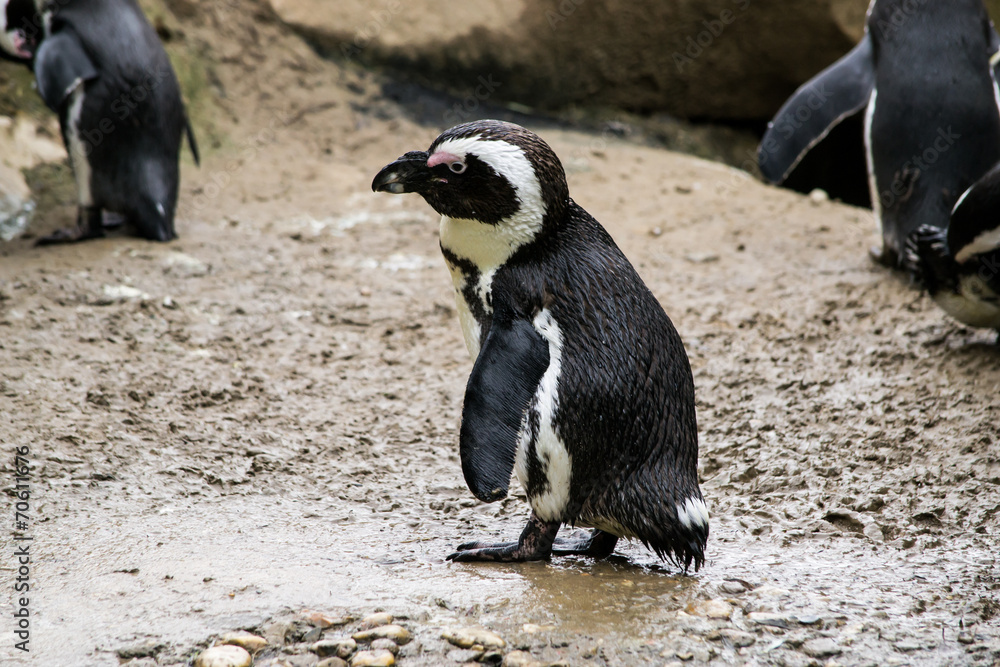 Fototapeta premium Pinguino di Magellano