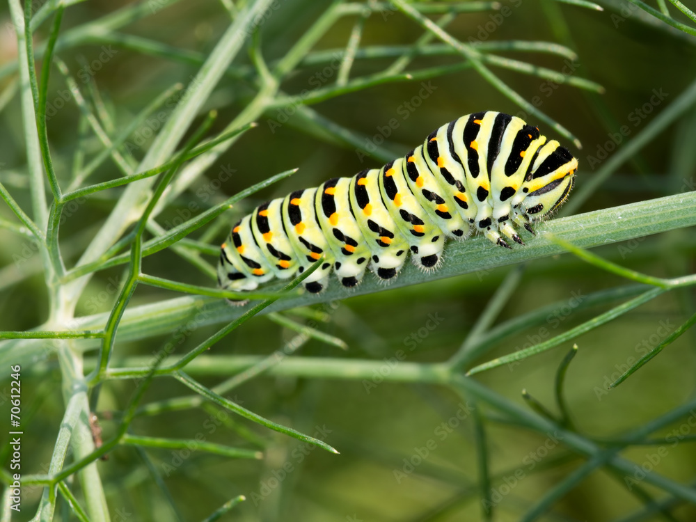 Papilio machaon, Swallowtail butterfly caterpillar, in fennel.